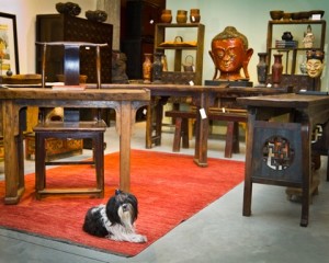 shopdogs-abhaya-by-asha-agnish