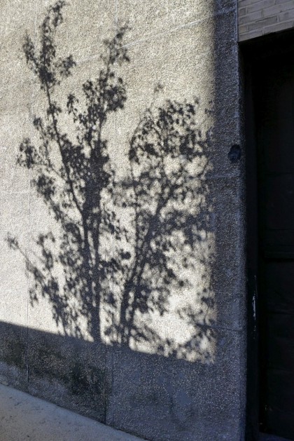 shadow tree vestry 11512