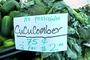 cucucomber at greenmarket 62012