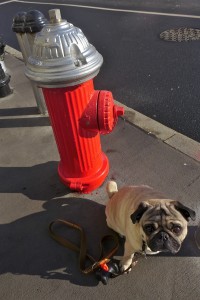 where in tribeca red hydrant