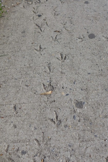 pigeon tracks closeup wbway 42713