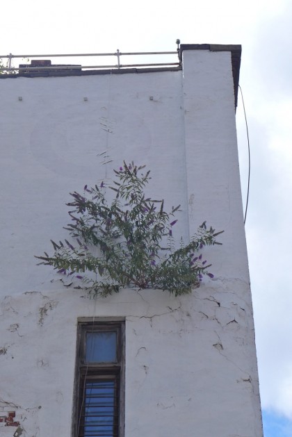 I love when plants grow on buildings!