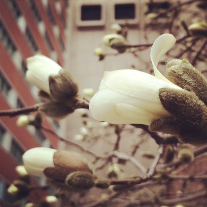 Magnolia trees outside Tribeca Tower