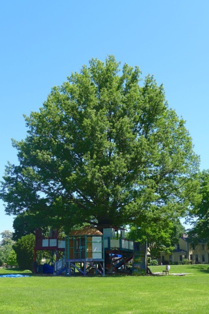 Governors Island treehouse