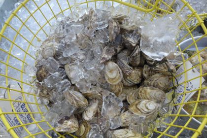 Grand Banks oysters
