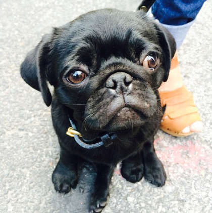 TJ pug NMoore by nycpuparazzi