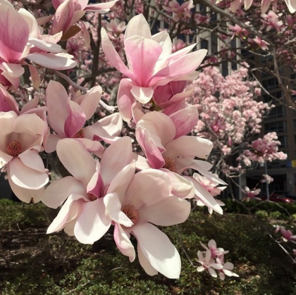 magnolias in City Hall Park by afeild