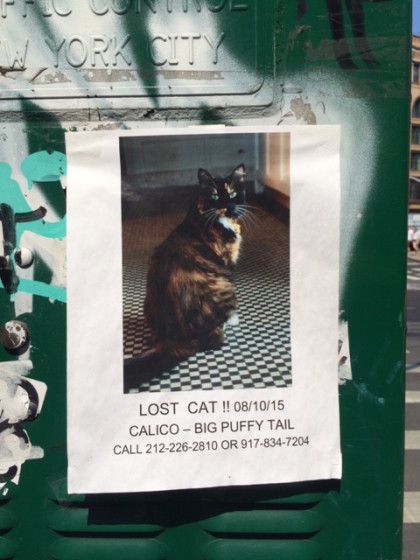 lost calico cat