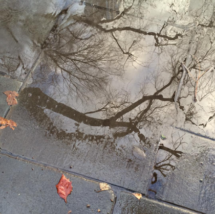 instagram TC City Hall Park puddle
