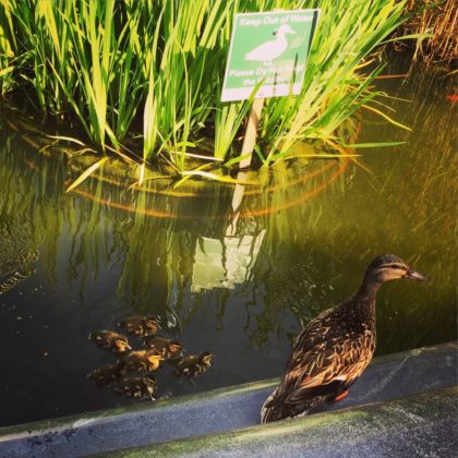 Battery Park City ducklings terrorized by turtle