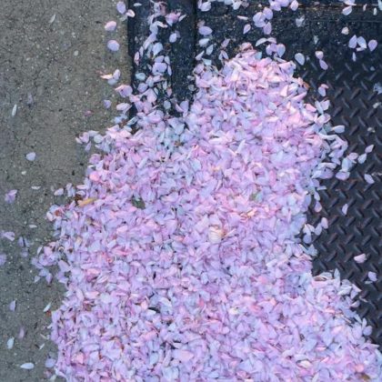 instagram TC Warren St cherry petals