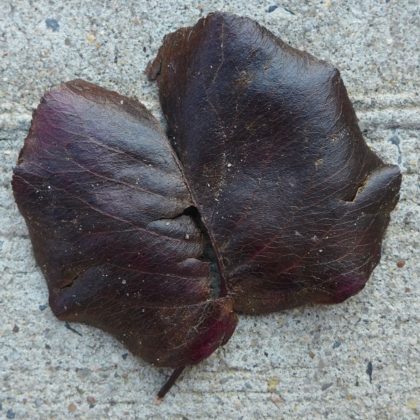leaf19