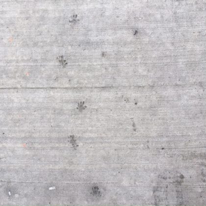 Rat tracks