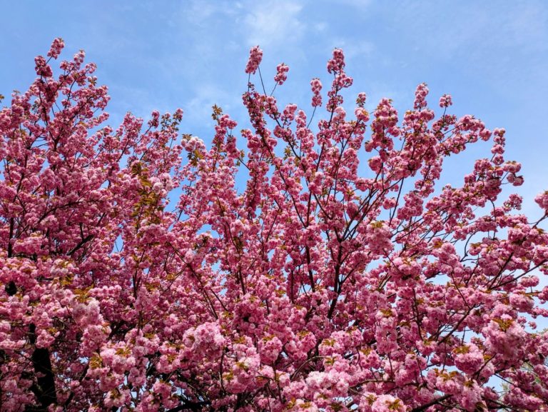 Tribeca Citizen | Field Trip: Lilacs at the New York Botanical Garden